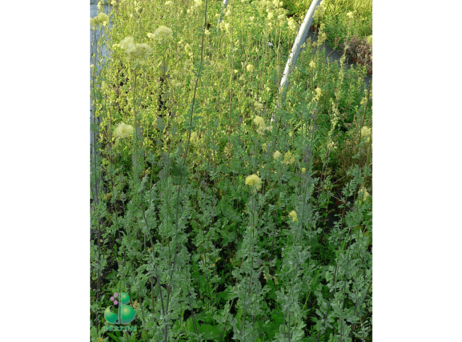 Thalictrum flavum ssp. glaucum